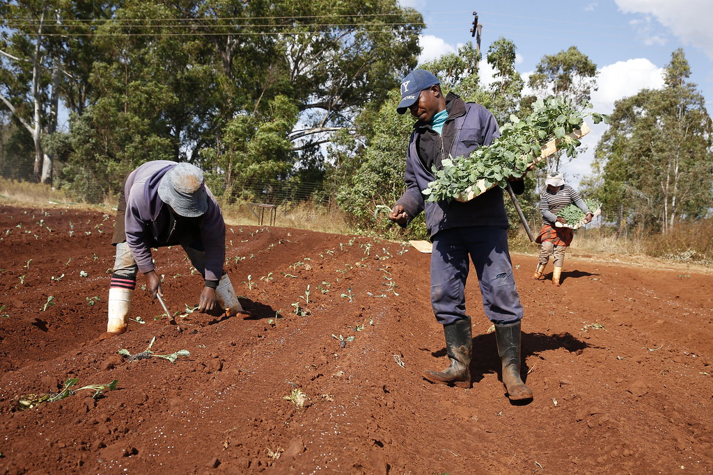 Land reform: let's not forget SA's other David Rakgases - Daily Friend