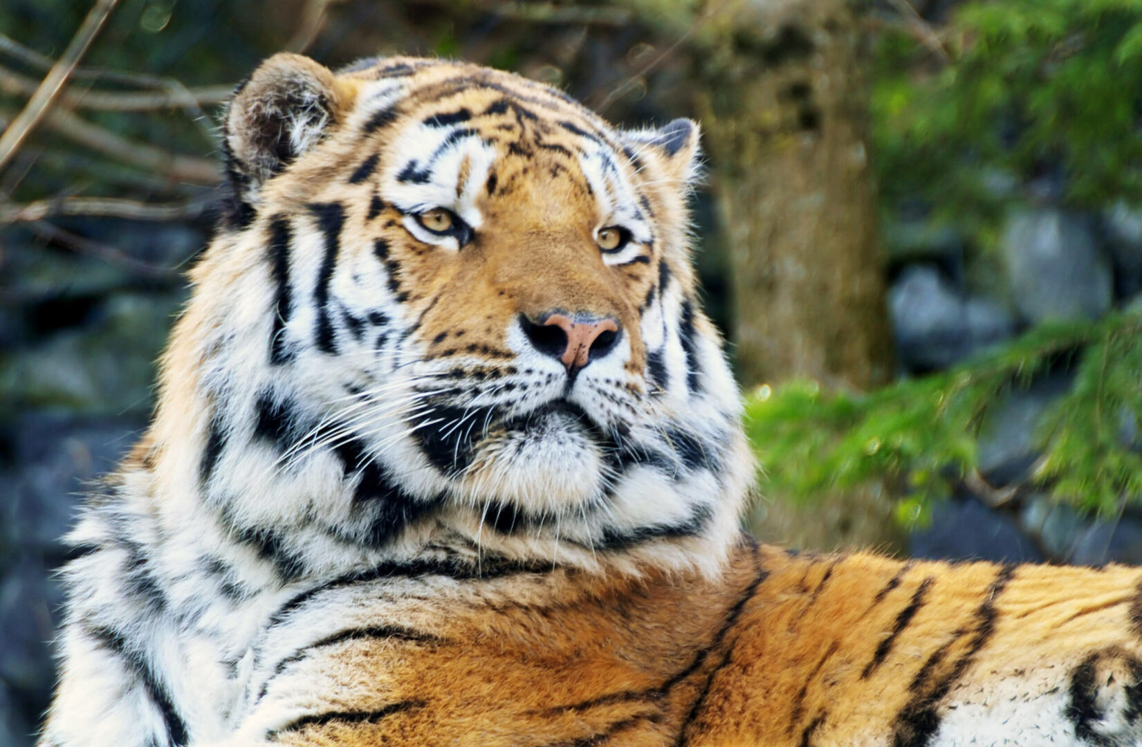 Argentinian tigers relocated to the Free State - Daily Friend