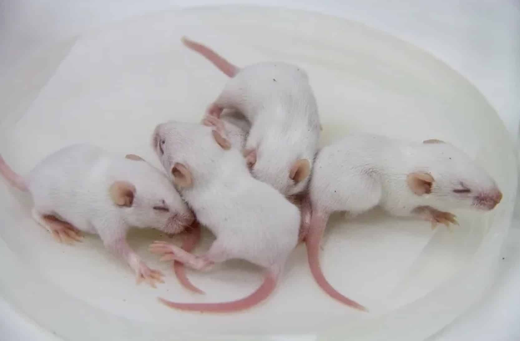 Scientists create baby mice using only male mice - Daily Friend