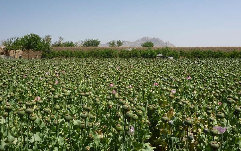 Poppy cultivation collapses in Afghanistan - Daily Friend