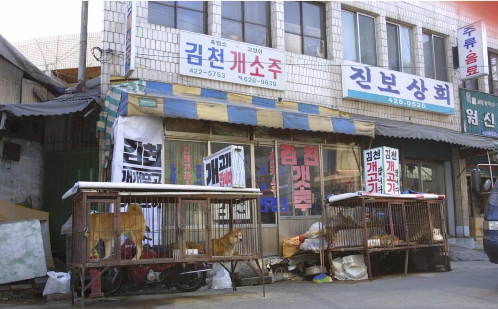 Dog meat trade to be banned in South Korea Daily Friend