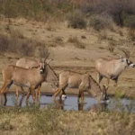 In No Uncertain Terms