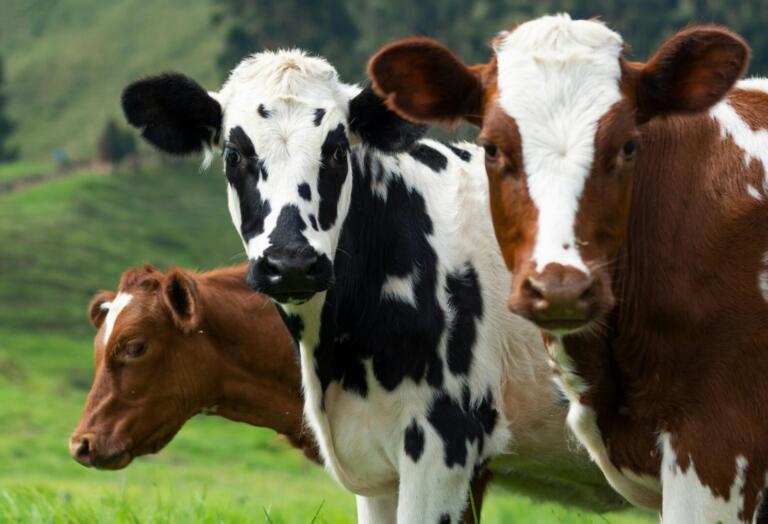 Sorry! Image not available at this time