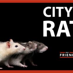 In No Uncertain Terms