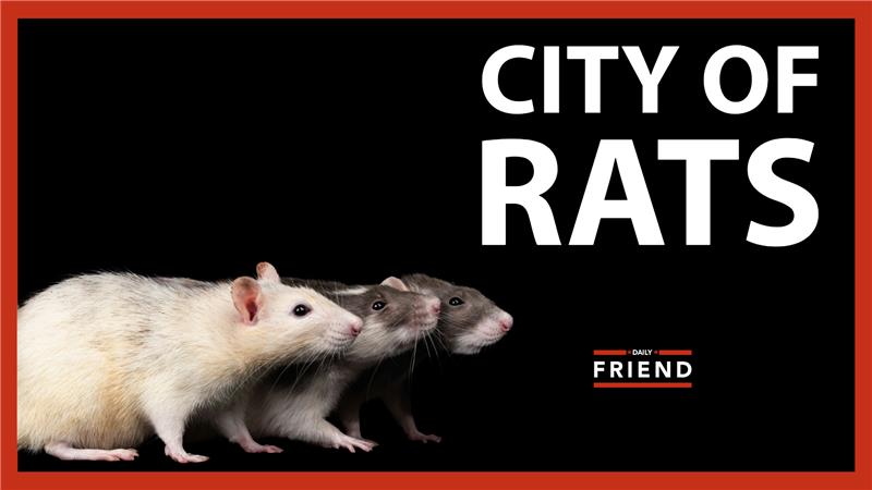 They didn't hide the dead rats - Daily Friend