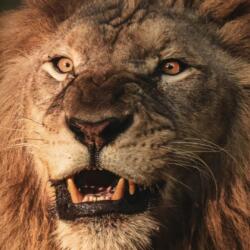 In No Uncertain Terms