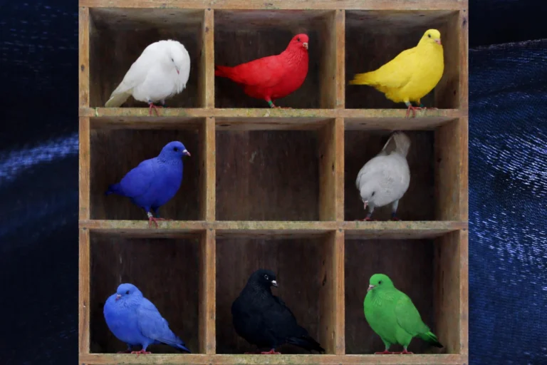 Sorry! Image not available at this time